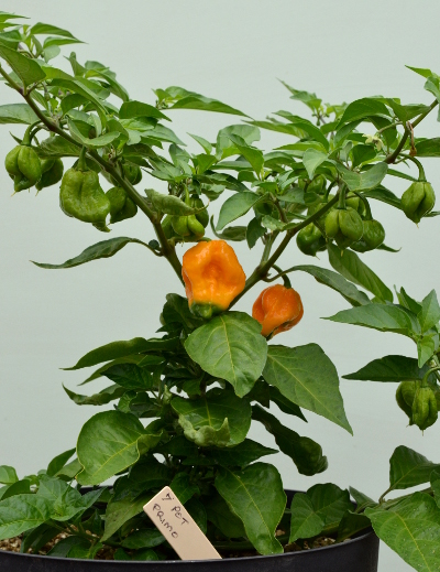 7 Pot Primo chillies