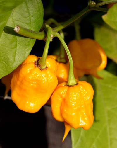 ripe 7 Pot Primo chillies