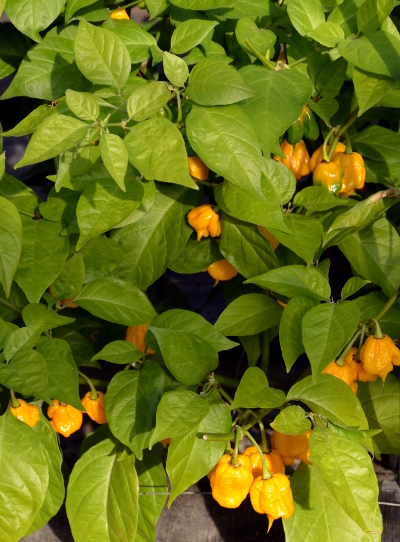 7 Pot Primo chiili plant