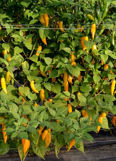 PI 215734 chilli plant