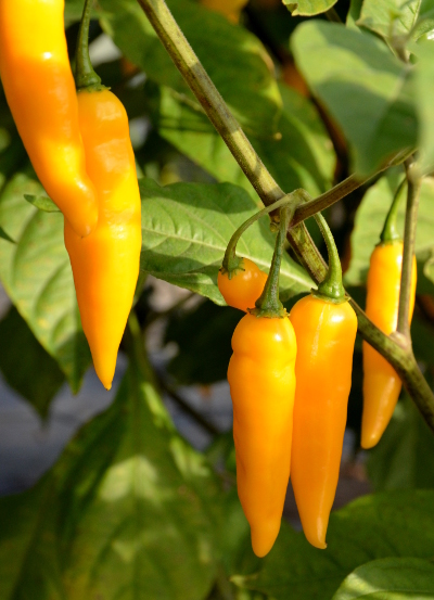 ripe chillies