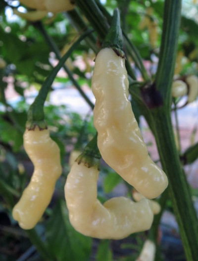 aribibi gusano chillies