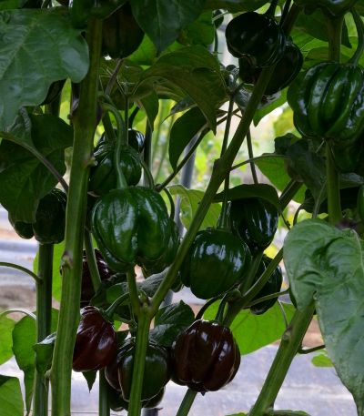 black habanero plant