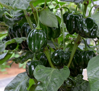 unripe black habanero