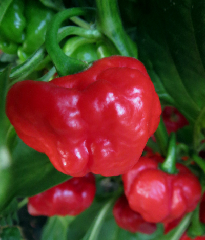 aji cachucha chillies