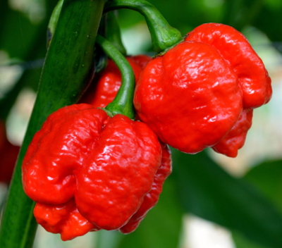 moruga red plant