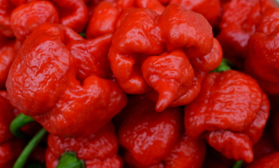trinidad scorpion chillies