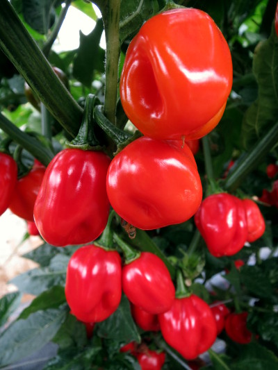 st lucia seasoning chillies