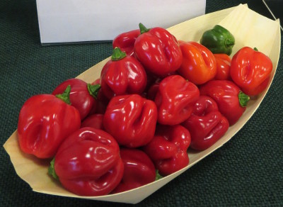 st lucia seasoning chillies