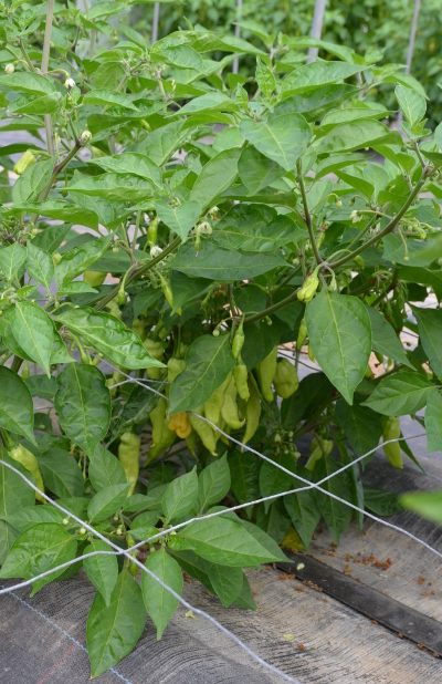 Wraith ghost chilli