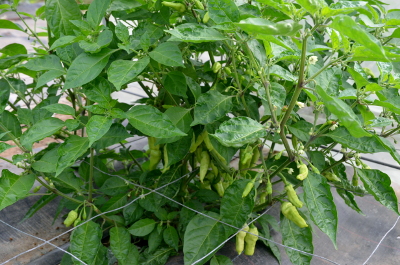 unripe Wraith Naga chilliess