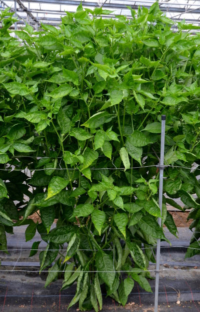 Aji Cirel chilli plant
