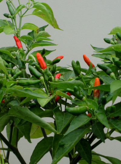Malaga Bird chilli plant