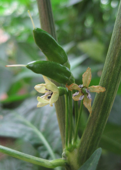Malaga Bird chillies