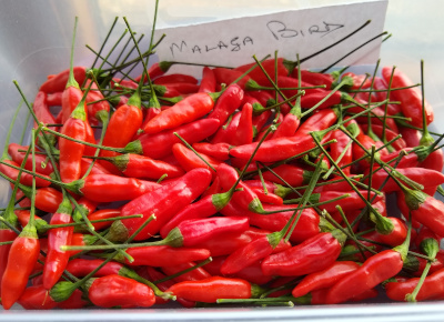 Malaga Bird chillies