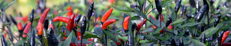 Capsicum annuum 'Zimbabwe Black'
