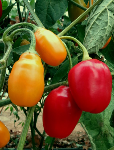 Mini Rocoto chillies