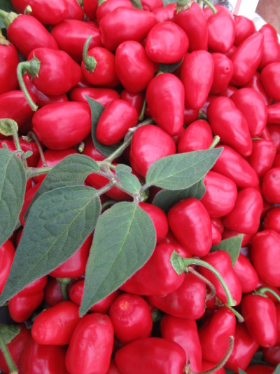 Redroc chillies