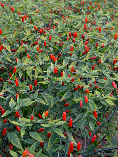 Capsicum chacoense plant