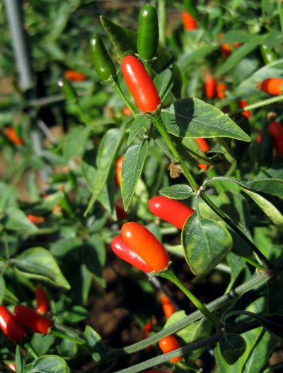 Capsicum chacoense chillies