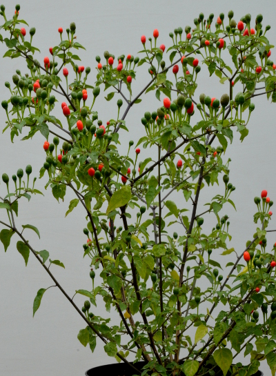 Chiltepin plant