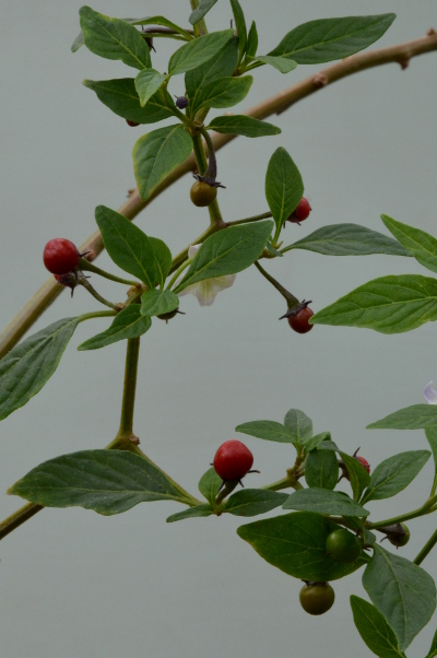 Capsicum eximium chillies