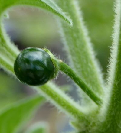 C. galapagoense chillies