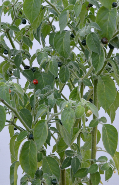 C. galapagoense plant