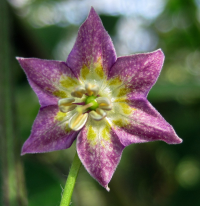Capsicum praetermissum flower